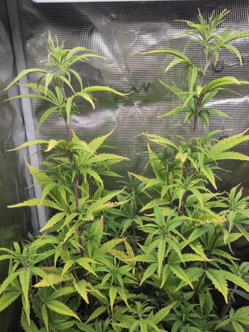 Big Bud cutlings. Week 6