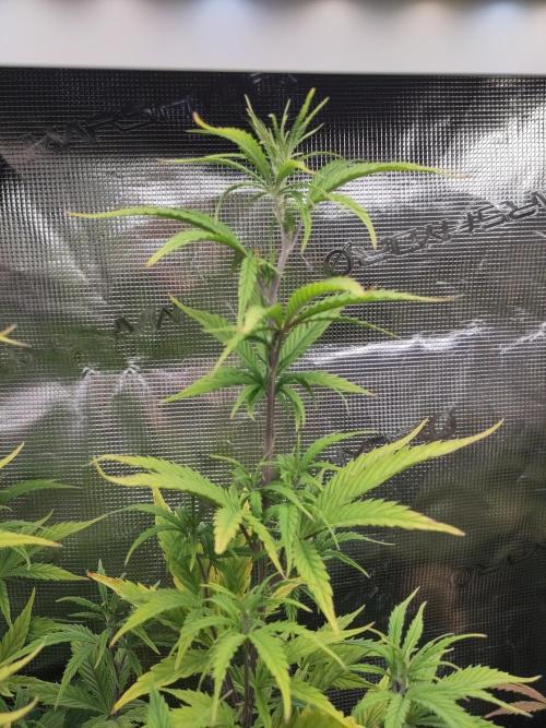 Big Bud cutlings. Week 6