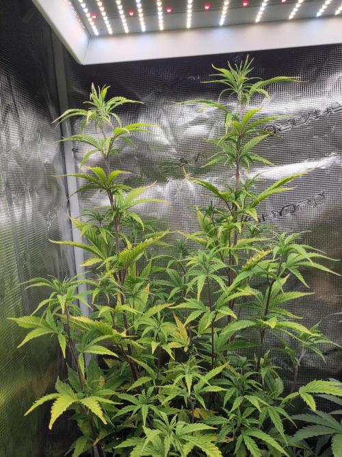 Big Bud cutlings. Week 6