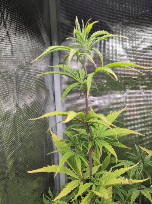 Big Bud cutlings. Week 6