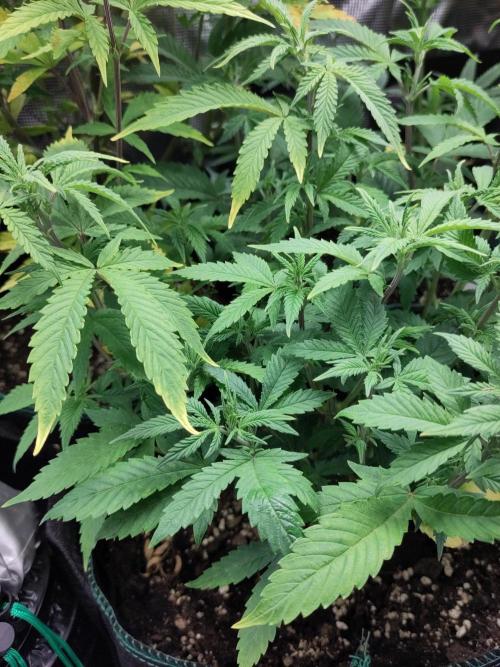 White Widow Cutling #1. Week 6