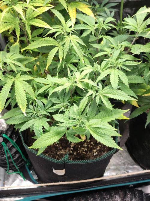 White Widow Cutling #1. Week 6