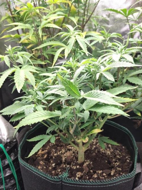 White Widow Cutling #1. Week 6