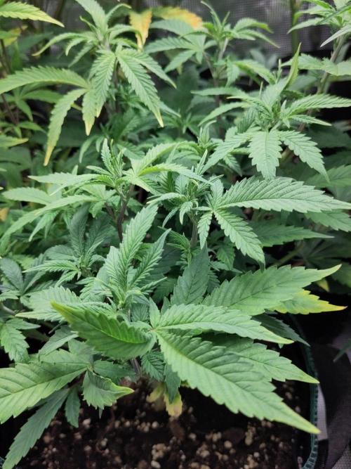 White Widow Cutling #1. Week 6