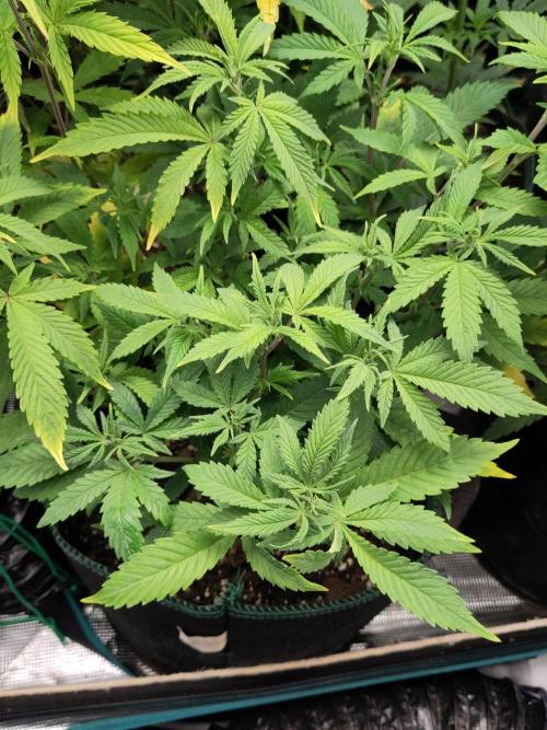 White Widow Cutling #1. Week 6