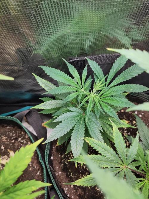 Sensi Seeds - Big Bud Cutlings #2 #3 #4. Week 3