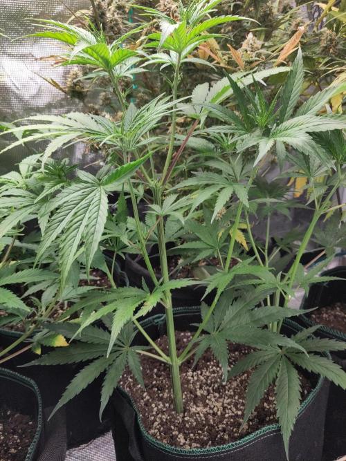 Sensi Seeds - Big Bud Cutlings #2 #3 #4. Week 3