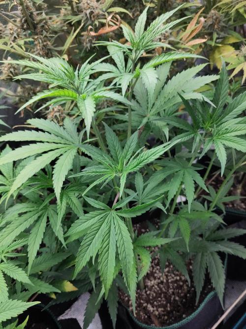 Sensi Seeds - Big Bud Cutlings #2 #3 #4. Week 3