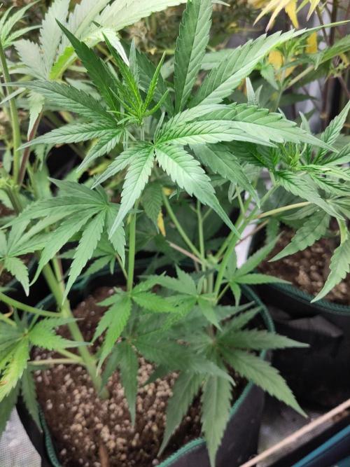 Sensi Seeds - Big Bud Cutlings #2 #3 #4. Week 3