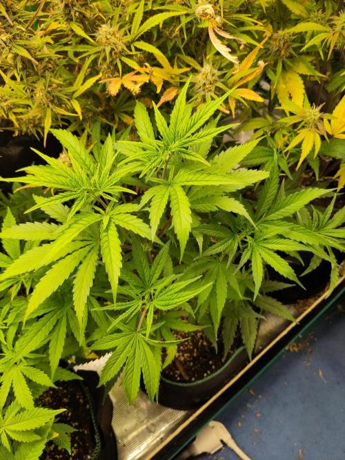 Sensi Seeds - Big Bud Cutlings #2 #3 #4. Week 3