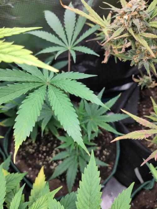 White Label – White Widow Cutling #2. Week 3