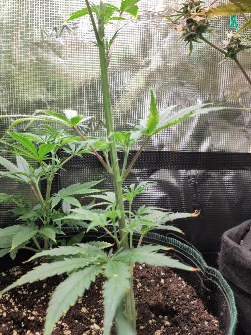 White Label – White Widow Cutling #2. Week 3