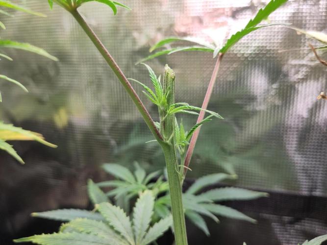 White Label – White Widow Cutling #2. Week 3