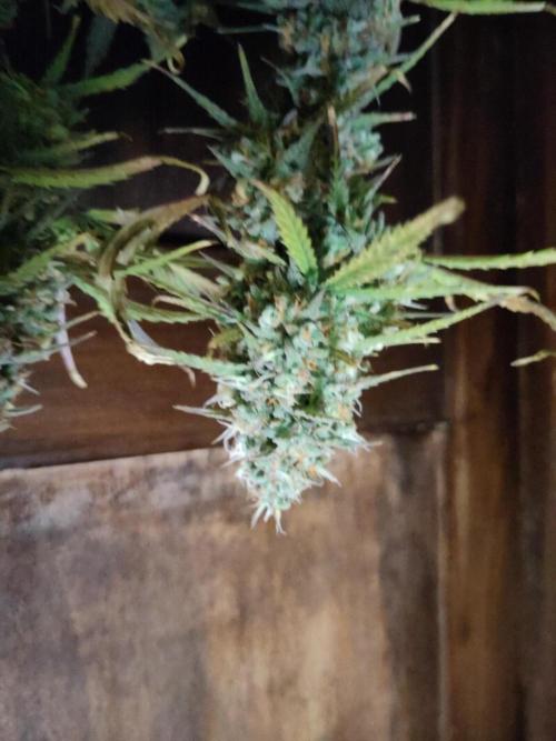 Fast Buds – Bubblegum Automatic. Week 11