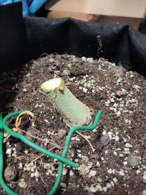 Fast Buds – Bubblegum Automatic. Week 11