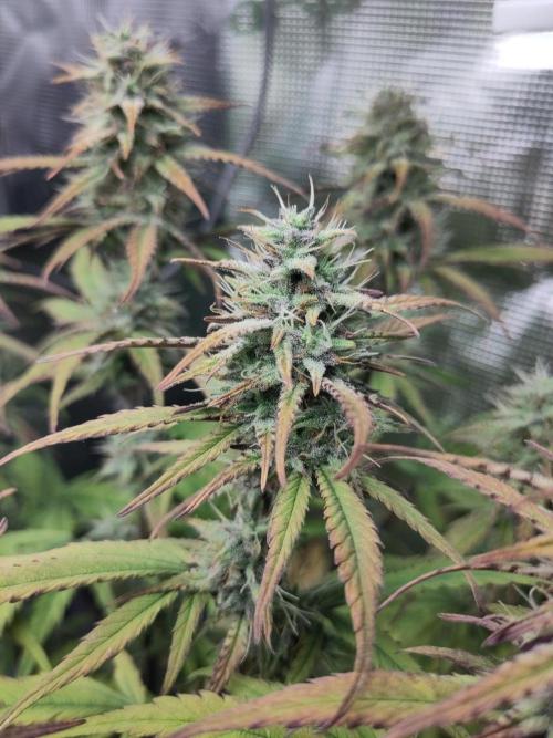 Fast Buds – Jack Herer Automatic. Week 9