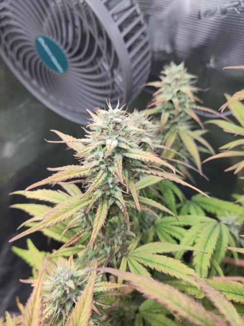 Fast Buds – Jack Herer Automatic. Week 9