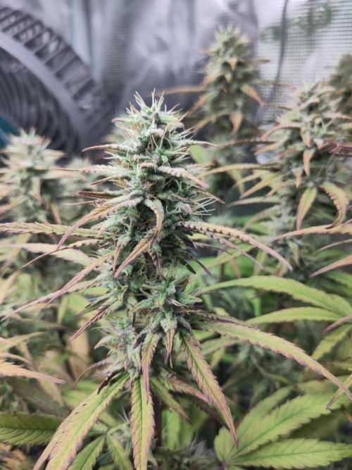 Fast Buds – Jack Herer Automatic. Week 9