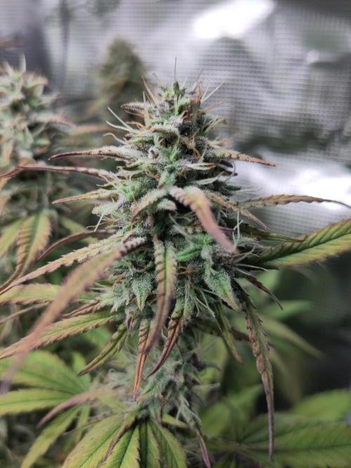 Fast Buds – Jack Herer Automatic. Week 9