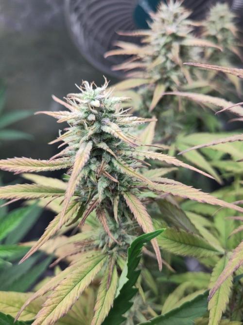 Fast Buds – Jack Herer Automatic. Week 9