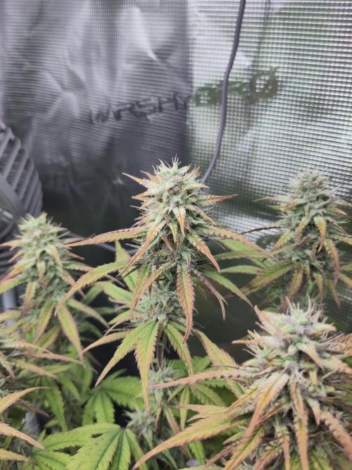 Fast Buds – Jack Herer Automatic. Week 9