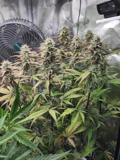 Fast Buds – Jack Herer Automatic. Week 9