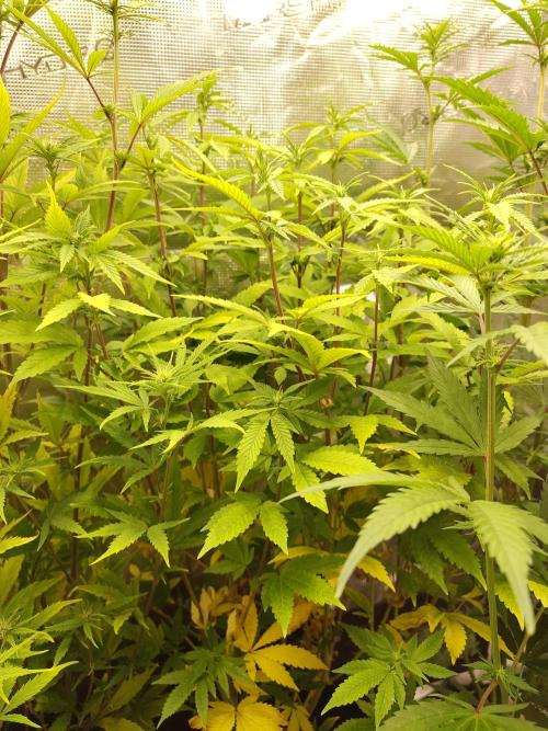 White Label – White Widow. Week 14