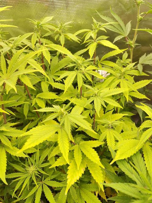 White Label – White Widow. Week 14