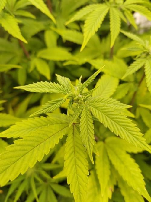 White Label – White Widow. Week 14