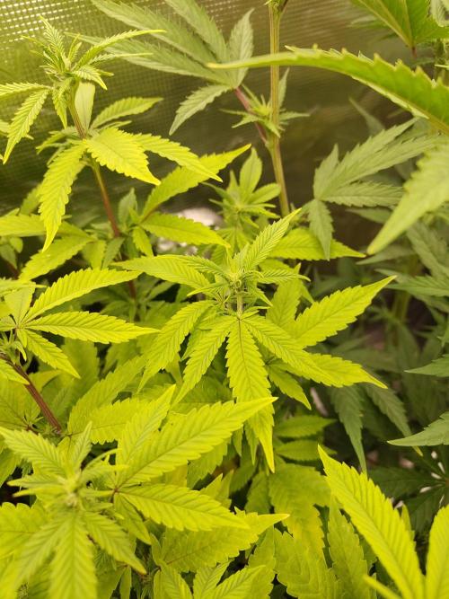 White Label – White Widow. Week 14