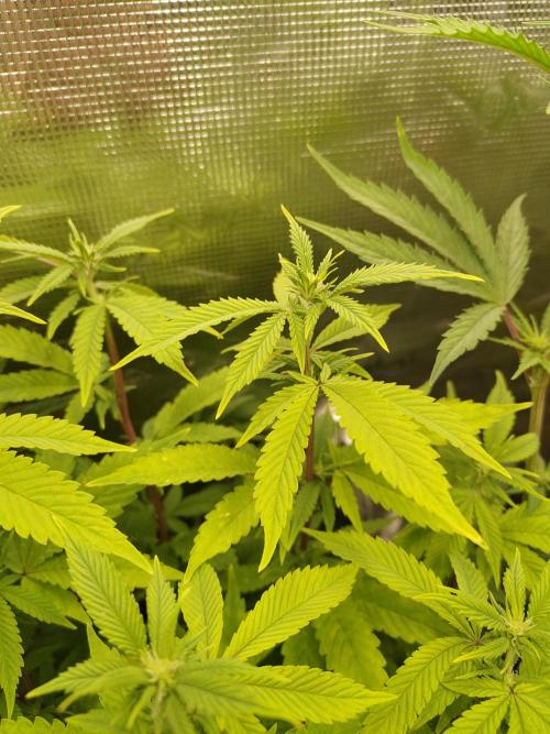 White Label – White Widow. Week 14