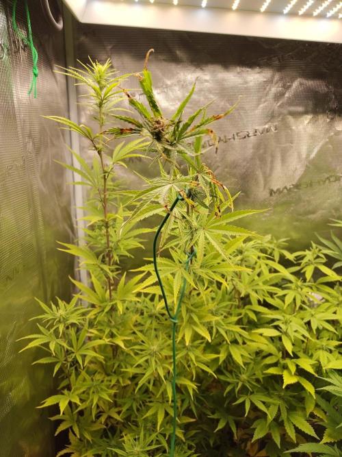 Big Bud cutlings. Week 7