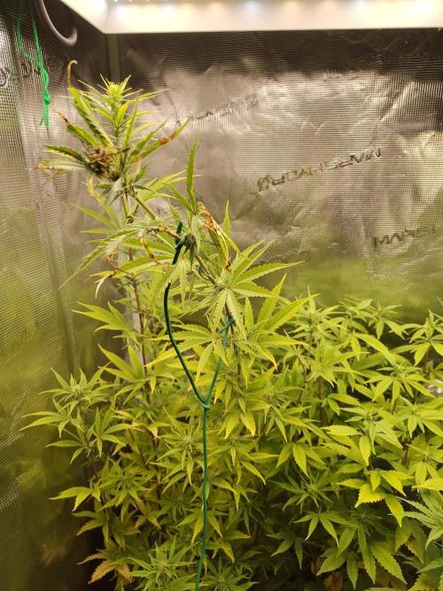 Big Bud cutlings. Week 7