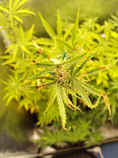 Big Bud cutlings. Week 7