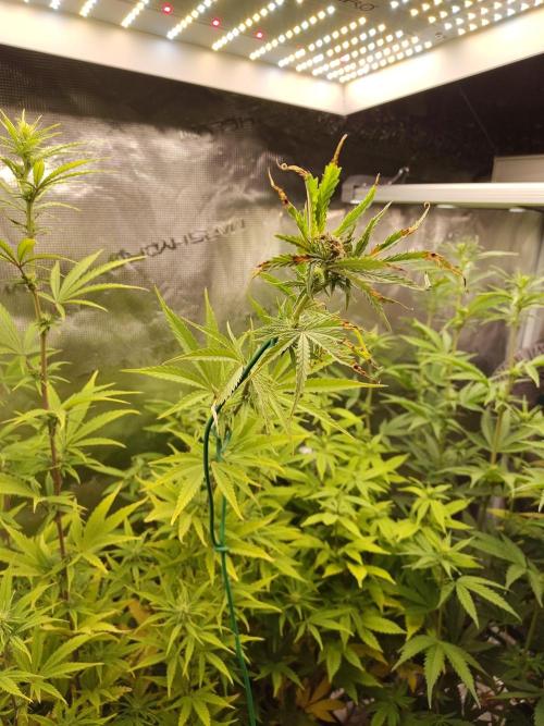 Big Bud cutlings. Week 7