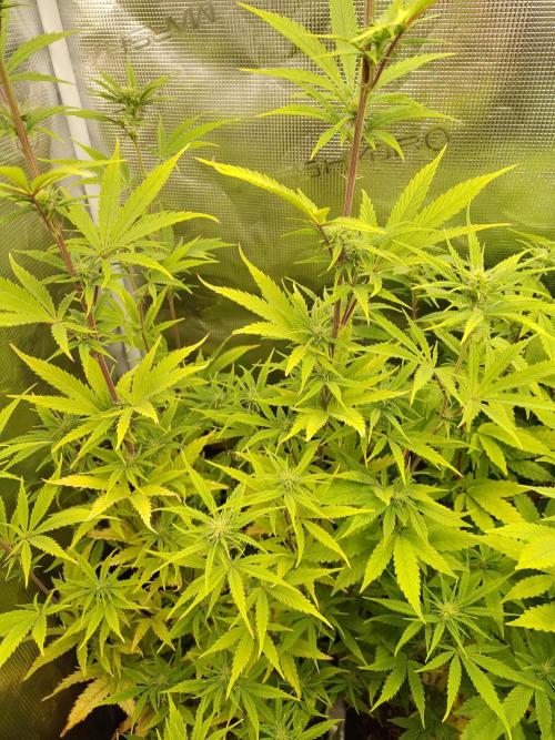 Big Bud cutlings. Week 7