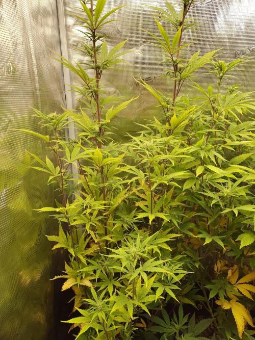 Big Bud cutlings. Week 7