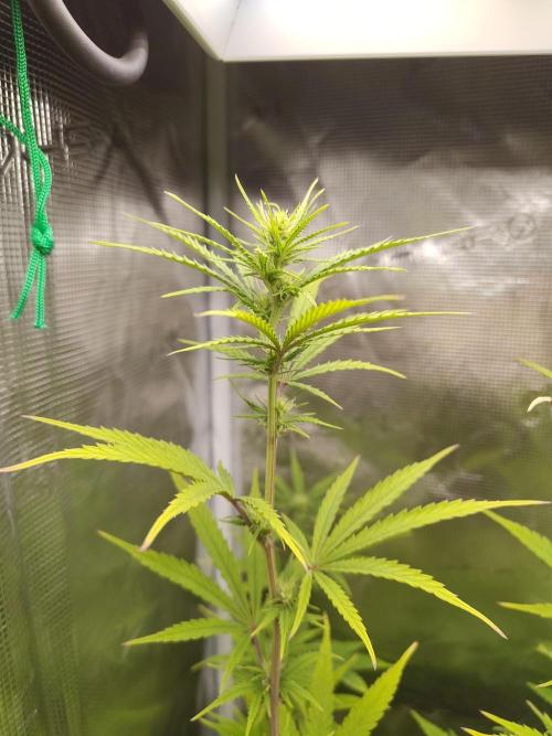 Big Bud cutlings. Week 7