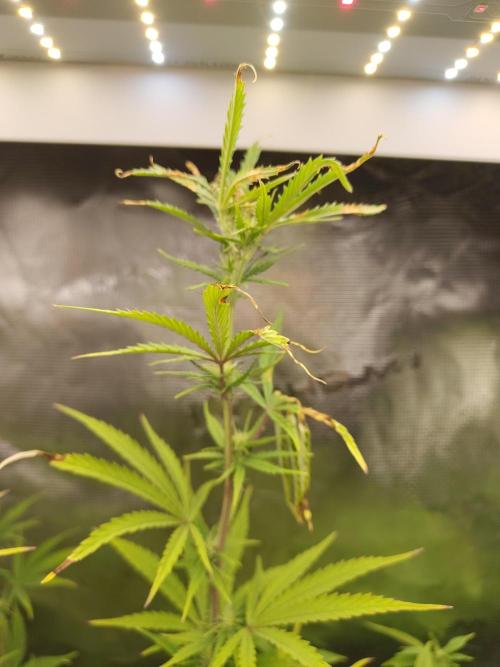 Big Bud cutlings. Week 7