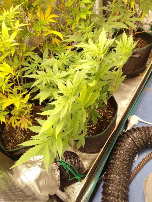 White Widow Cutling #1. Week 7