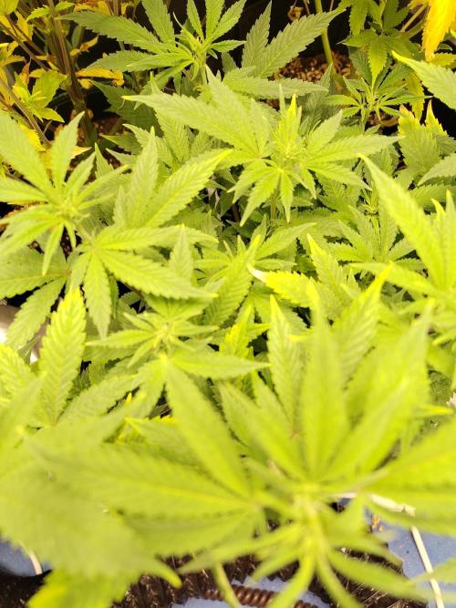 White Widow Cutling #1. Week 7