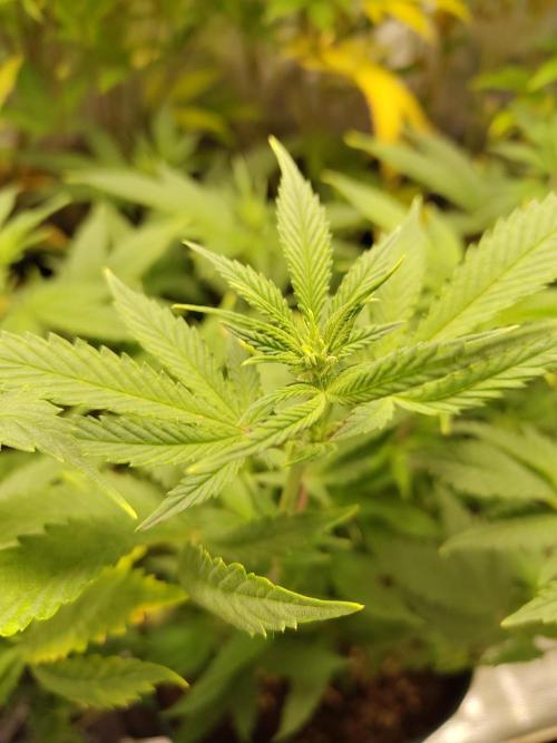 White Widow Cutling #1. Week 7