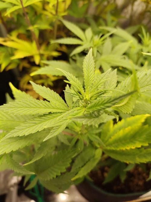 White Widow Cutling #1. Week 7