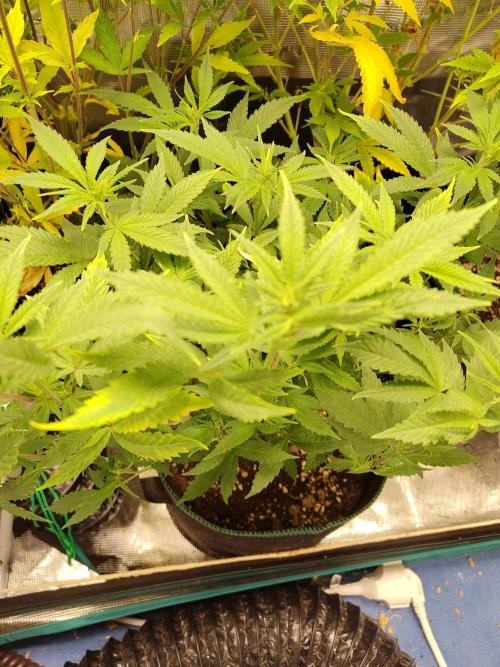 White Widow Cutling #1. Week 7