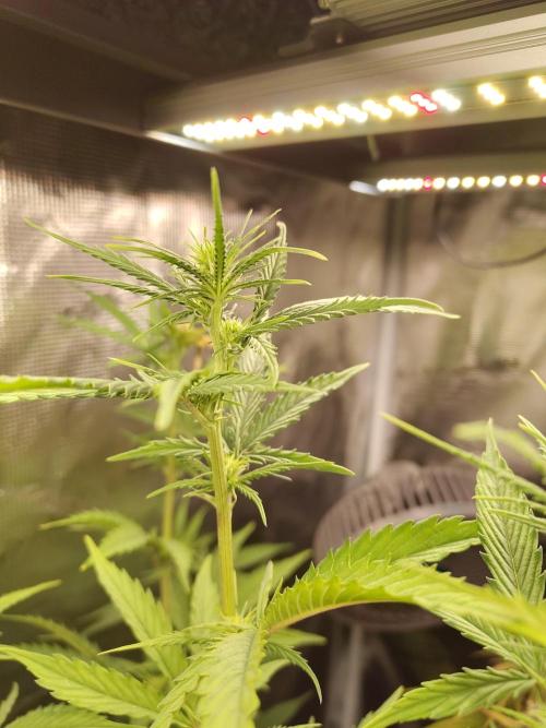 Sensi Seeds - Big Bud Cutlings #2 #3 #4. Week 4