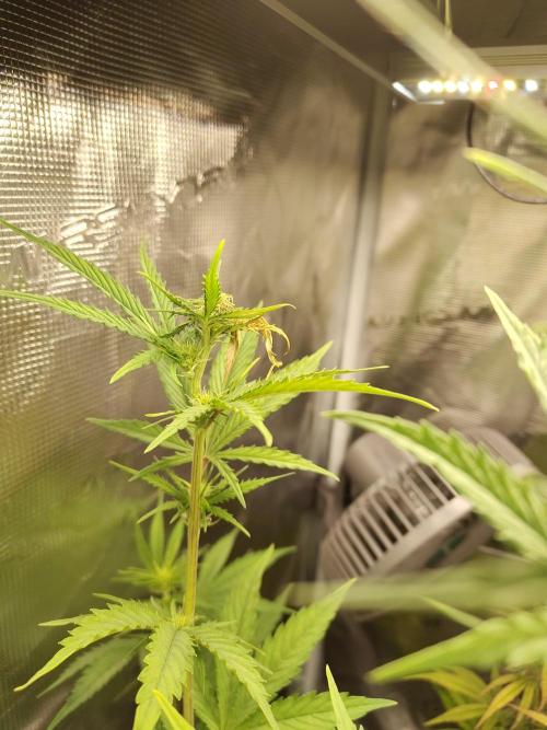 Sensi Seeds - Big Bud Cutlings #2 #3 #4. Week 4