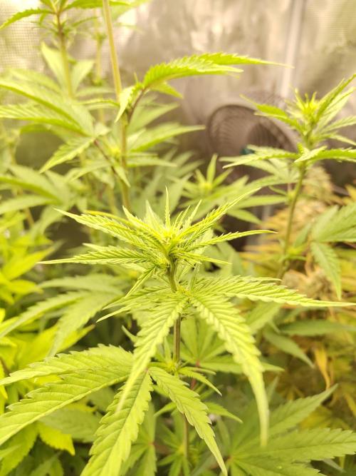 Sensi Seeds - Big Bud Cutlings #2 #3 #4. Week 4