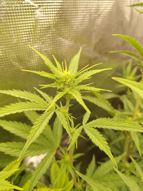 Sensi Seeds - Big Bud Cutlings #2 #3 #4. Week 4