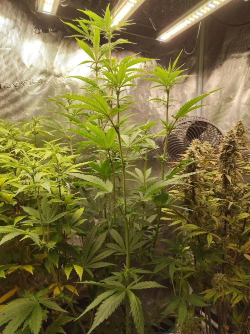 Sensi Seeds - Big Bud Cutlings #2 #3 #4. Week 4