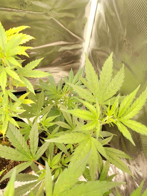White Label – White Widow Cutling #2. Week 4